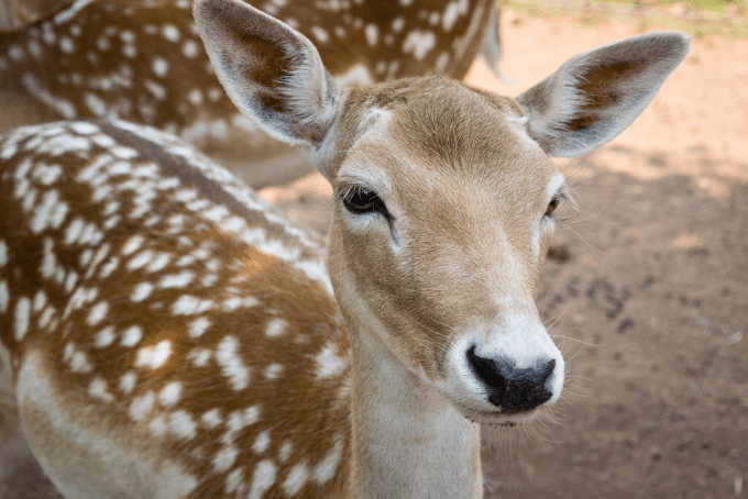 Grand Canyon Deer Farm