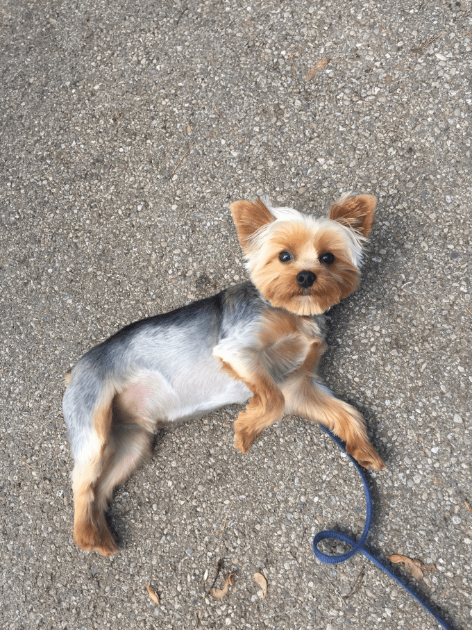 My Yorkie named Rio loves to pose for pictures